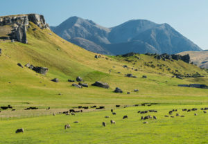Castle Hill, Canterbury, South Island, New Zealand, Oceania Castle Hill, Canterbury, South Island, New Zealand, Oceania